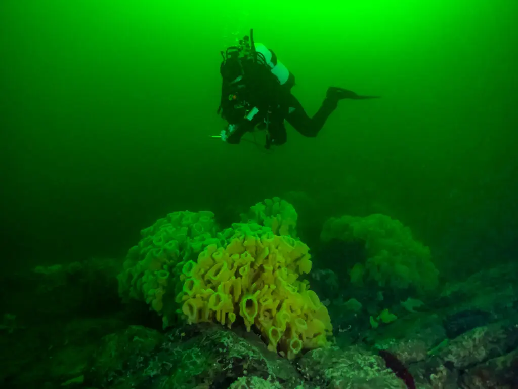 Scuba diving in Howe Sound: A look at rare glass sponges by BC Gov Photos, on Flickr